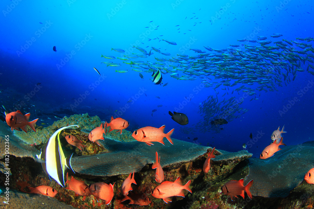 Fototapeta premium School of fish on coral reef underwater