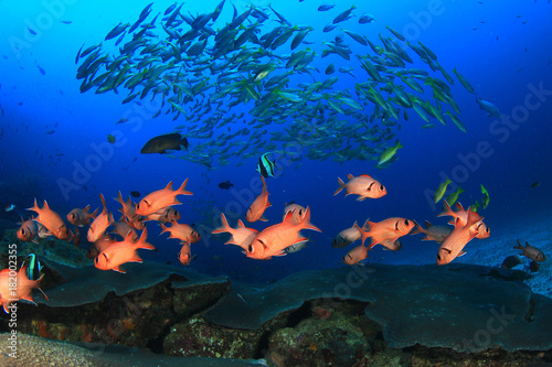 Fototapeta Naklejka Na Ścianę i Meble -  School of fish on coral reef underwater