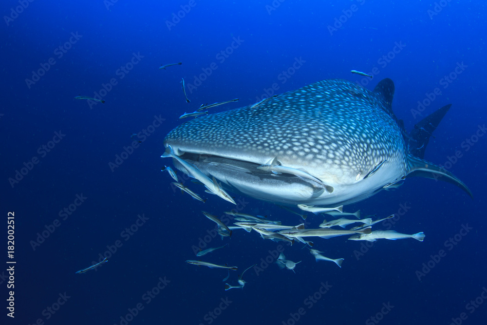 Fototapeta premium Whale Shark