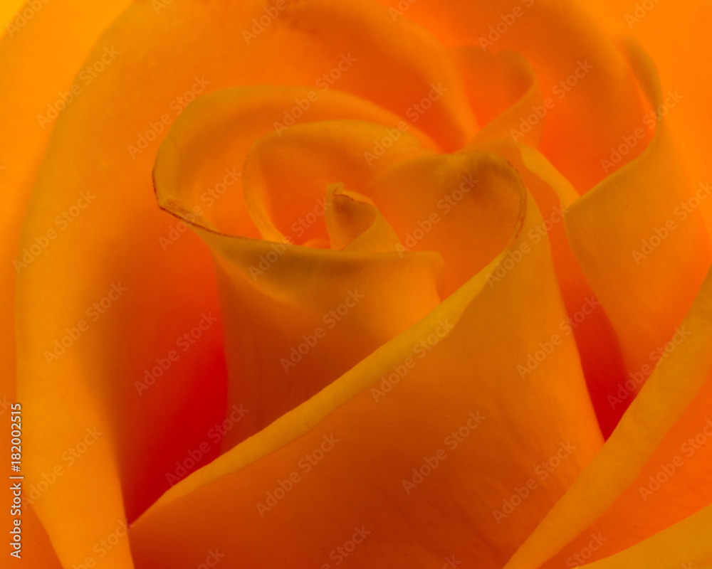 orange rose orange rose