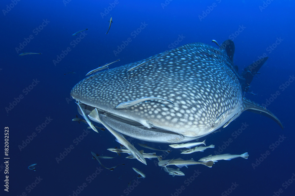 Fototapeta premium Whale Shark