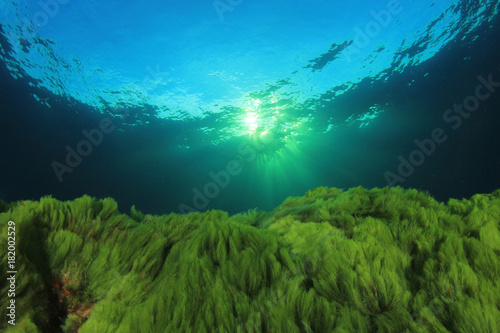 Underwater. Green algae blue ocean