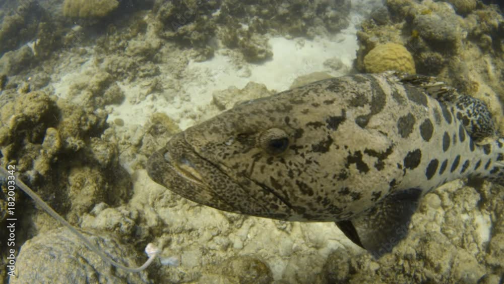 An underwater slow motion shot of a big potato cod covered in round pattern. The potato cod is chasing a bait. An underwater slow motion shot of a big potato cod covered in round pattern. The potato cod is chasing a bait.