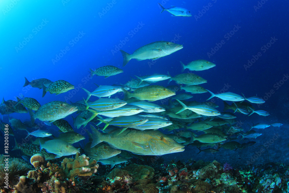 Obraz premium Fish underwater on coral reef