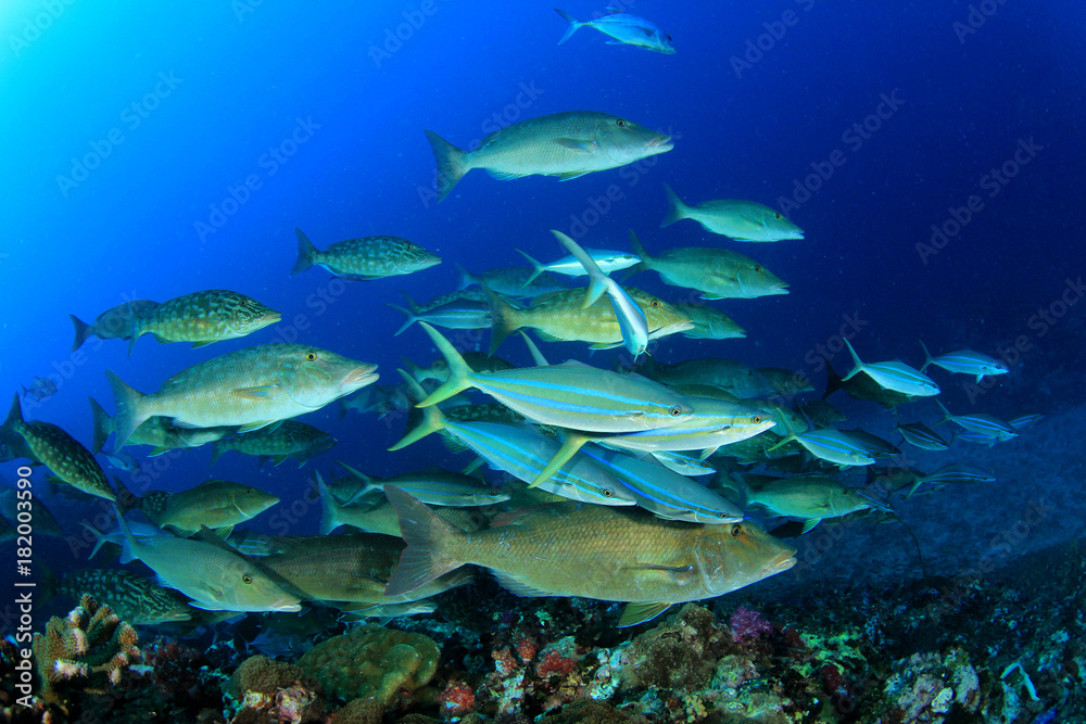Fototapeta premium Fish underwater on coral reef