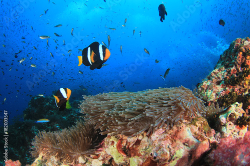 Clownfish anemonefish fish on coral reef