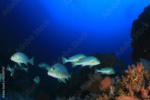 Fish underwater on coral reef