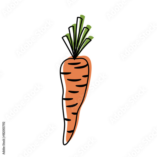 carrot vegetable in watercolor silhouette on white background
