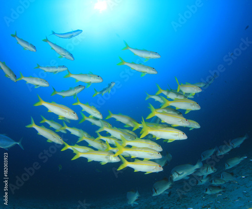Fish underwater on coral reef