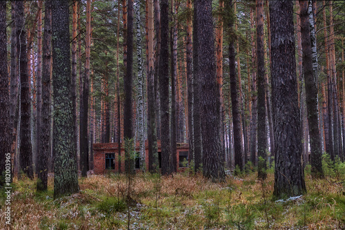 abandoned house in the autumn forest