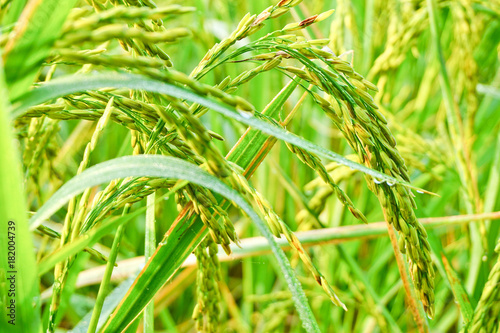 rice in a paddy field close up