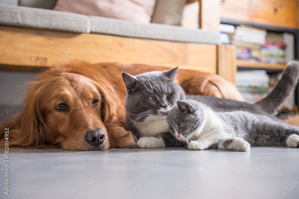 Golden retriever and British short hair cat Golden retriever and British short hair cat