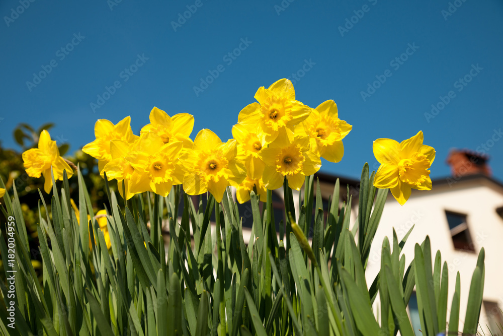 Obraz premium Yellow daffodils on garden in early spring