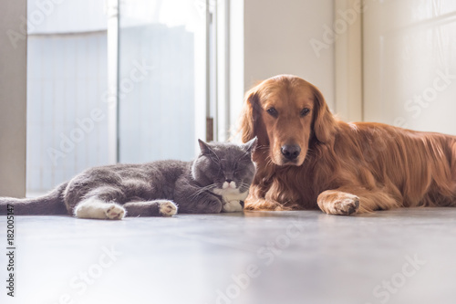 Golden retriever and British short hair cat