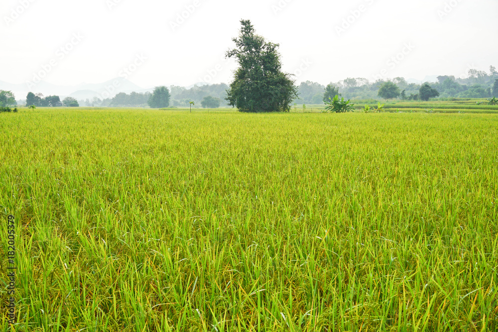 Picture of ear of rice in rural rice field Picture of ear of rice in rural rice field