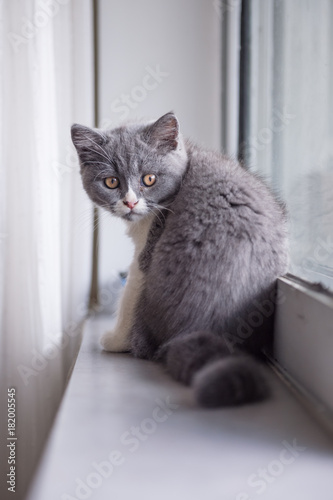 The Cute gray Kitten