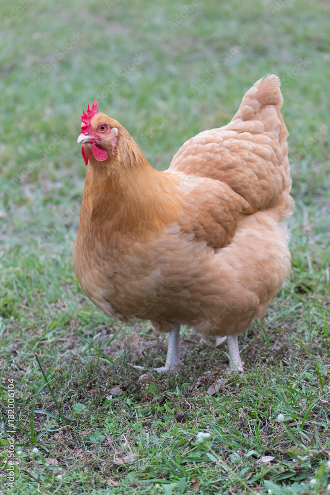 Fototapeta premium Brown Chicken