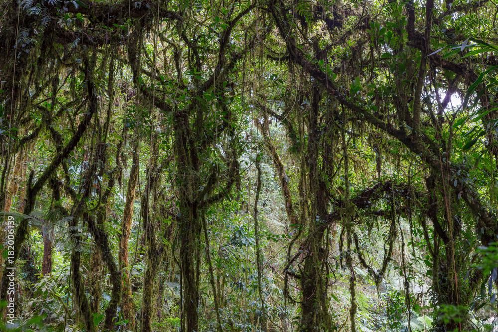 Moss tree branch in Monteverde cloud forest reserve Costa Rica Moss tree branch in Monteverde cloud forest reserve Costa Rica
