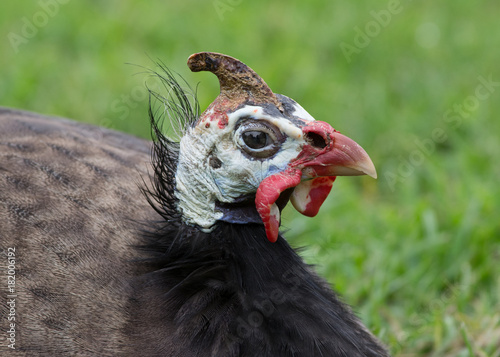 Helmeted Guinea Fowl.