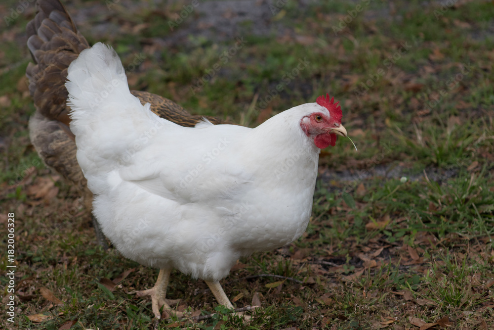 White Chicken