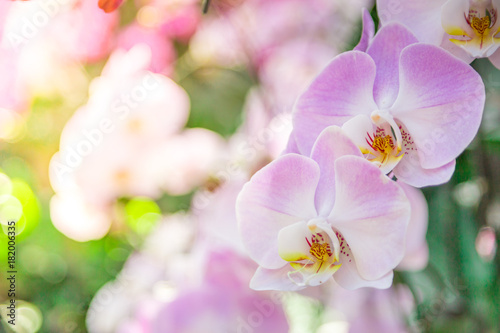 Beautiful orchid purple and pink in garden , can used for greeting cards © ducksmallfoto