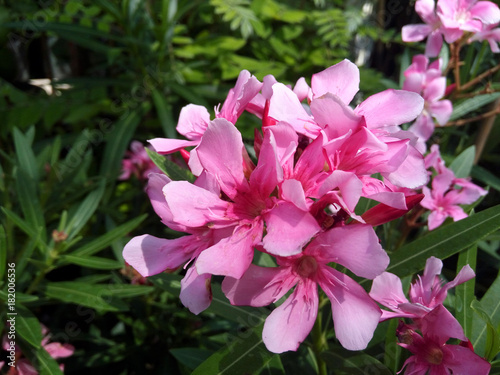 The oleander (Nerium oleander) in tropical garden