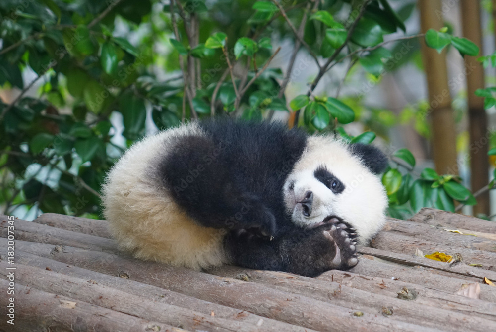 Fototapeta premium young panda sleeping outside