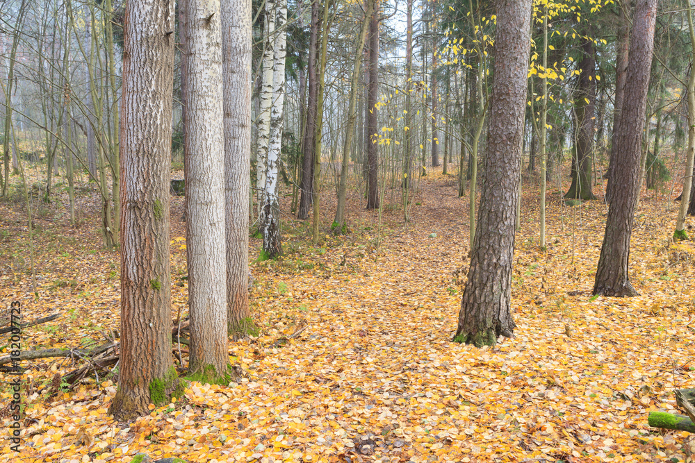 Autumn forest and path at foggy day in Finland