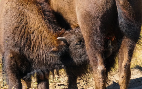 A Baby Bison Suckles It's Mother