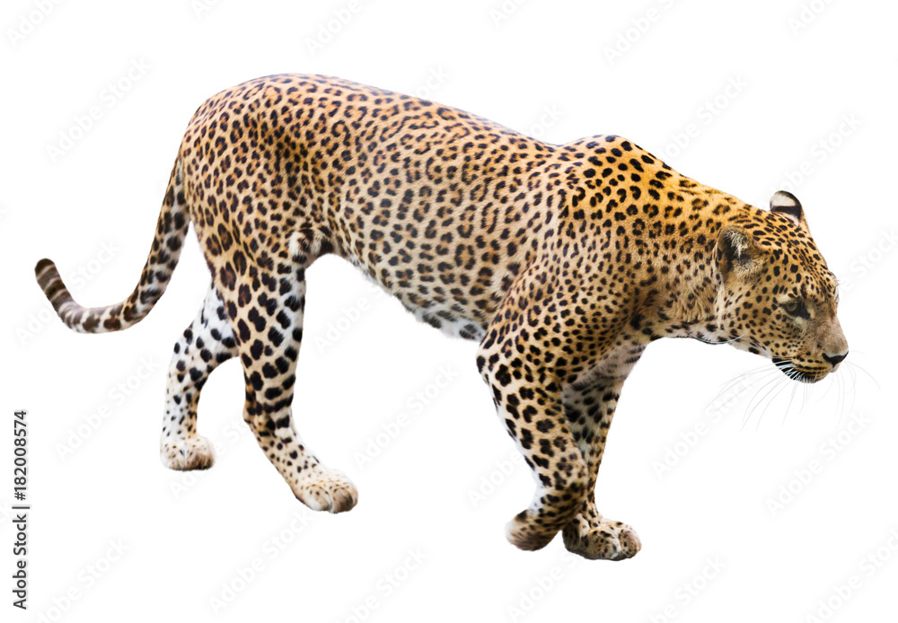 Fototapeta premium leopard