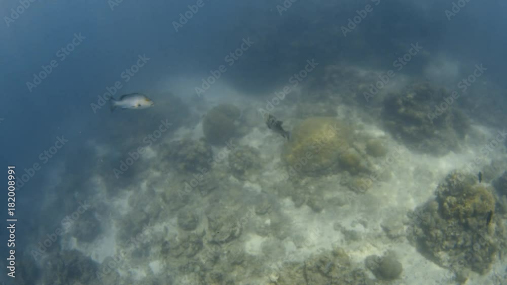An establishing shot underwater showing the beautiful underwater creatures. An establishing shot underwater showing the beautiful underwater creatures.