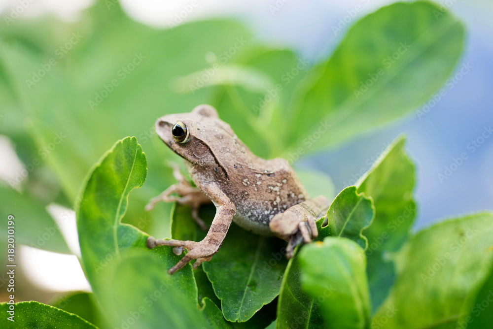 Obraz premium Brown common tree frog in Thailand