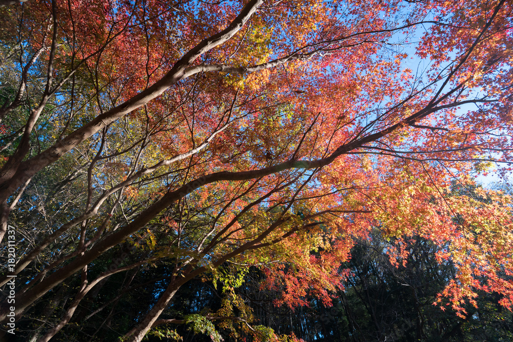 紅葉するカエデ