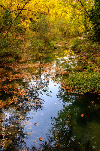 In an enchantet forest