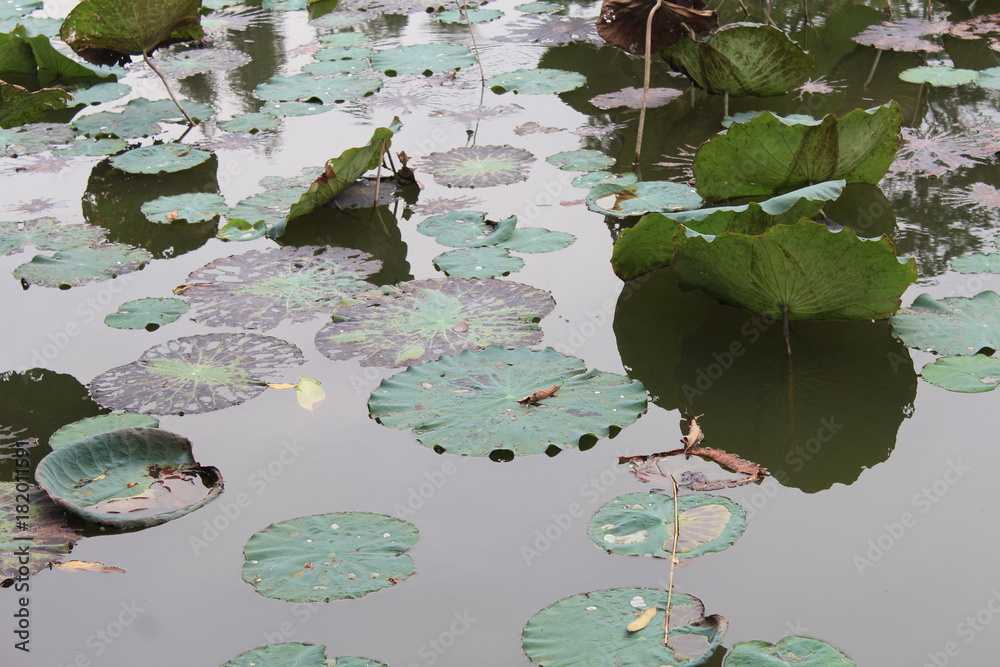 Φωτογραφία Lily Pads and Lotus Flowers in a Chinese Garden in Guangdong China Asia