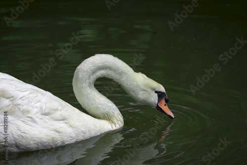 Fototapeta Naklejka Na Ścianę i Meble -  Image of a white swan on water. Wildlife Animals.