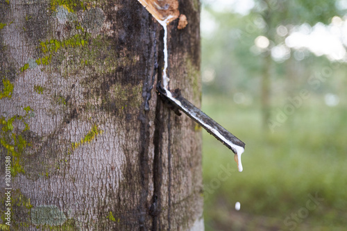  Latex being collected from a wounded rubber tree photo