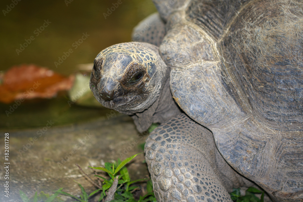 Image of Elongated tortoise Turtle(Indotestudo elongata) on the floor. reptile. Animals. Image of Elongated tortoise Turtle(Indotestudo elongata) on the floor. reptile. Animals.