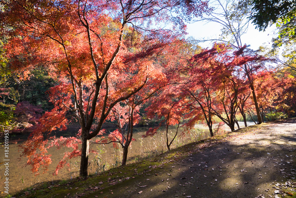 Naklejka premium 紅葉するカエデ
