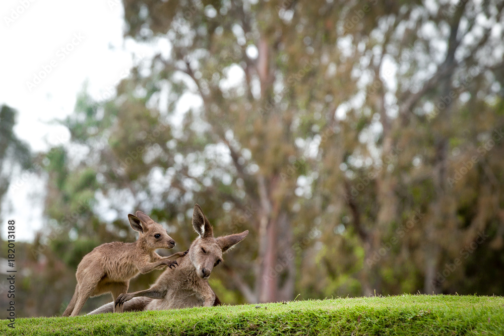 A mother kangaroo has her rest disturbed by her young joey's unruly and  rough play.