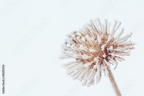 Fototapeta Naklejka Na Ścianę i Meble -  Burdock flower in the frost