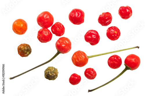 Dried Chiltepin peppers, top, paths photo