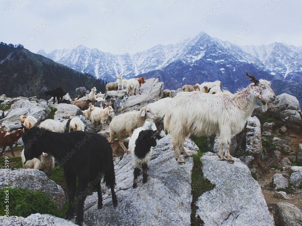 Naklejka premium Goats and Sheep