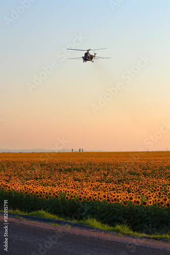 Agricultural works. Helicopter make spraying above sunflowers field at sunset
