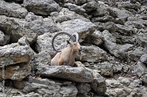 longhorn goat