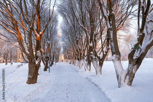 City Winter Landscape. Early Morning In The City Park, A Lonely Man With A Dog Goes Over The Snow-covered Alley. Park Avenue Of Trees Illuminated by the Morning Sun. Winter Park Alley with Lanterns. © Vlad Sokolovsky