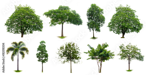 Isolated  trees on white background Collection of Isolated Trees on white background Suitable for use in architectural design   Decoration work