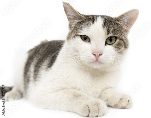 Portrait of a cat on a white background © schankz