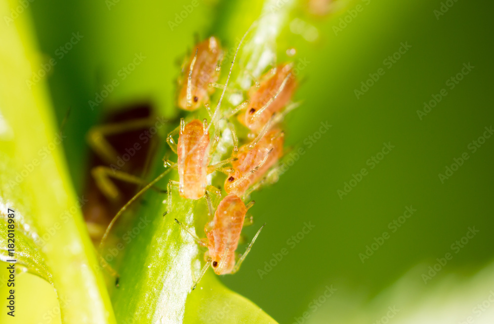 Fototapeta premium small aphid on a green leaf in the open air