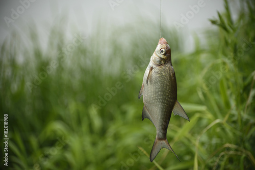 Bottom fishing, angling. The caught fish is hooked on the line. The bream (Abramis brama) is in the background of the pond and grass. photo